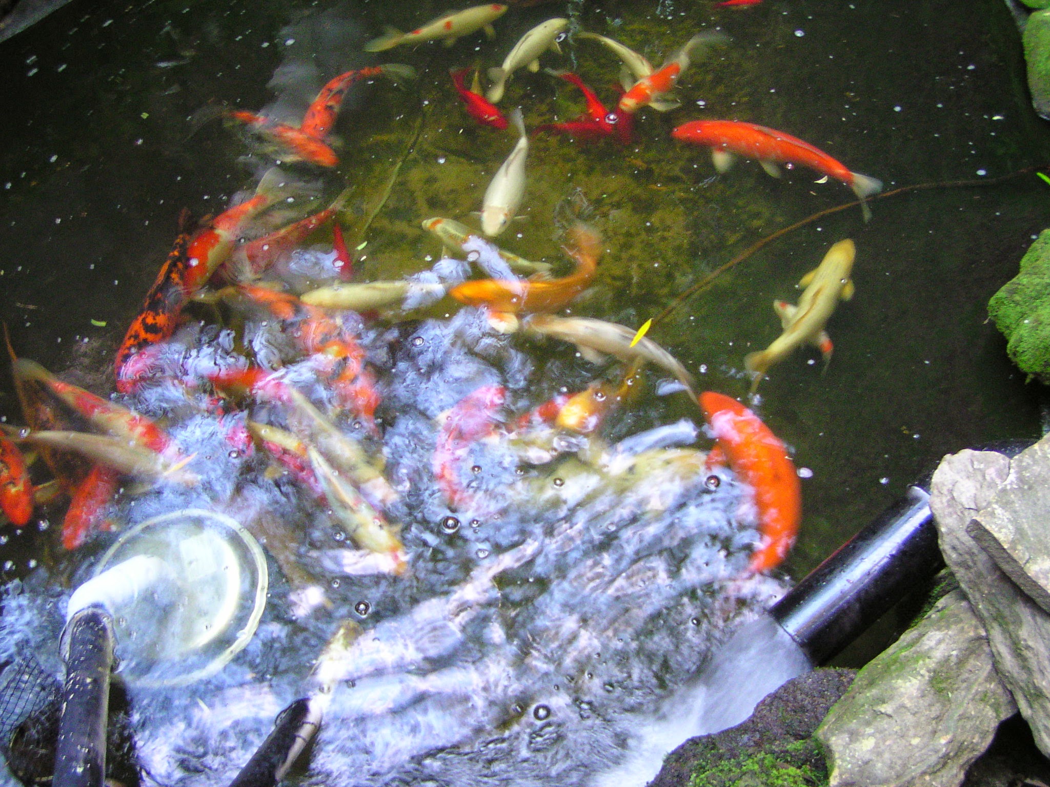Koi pond