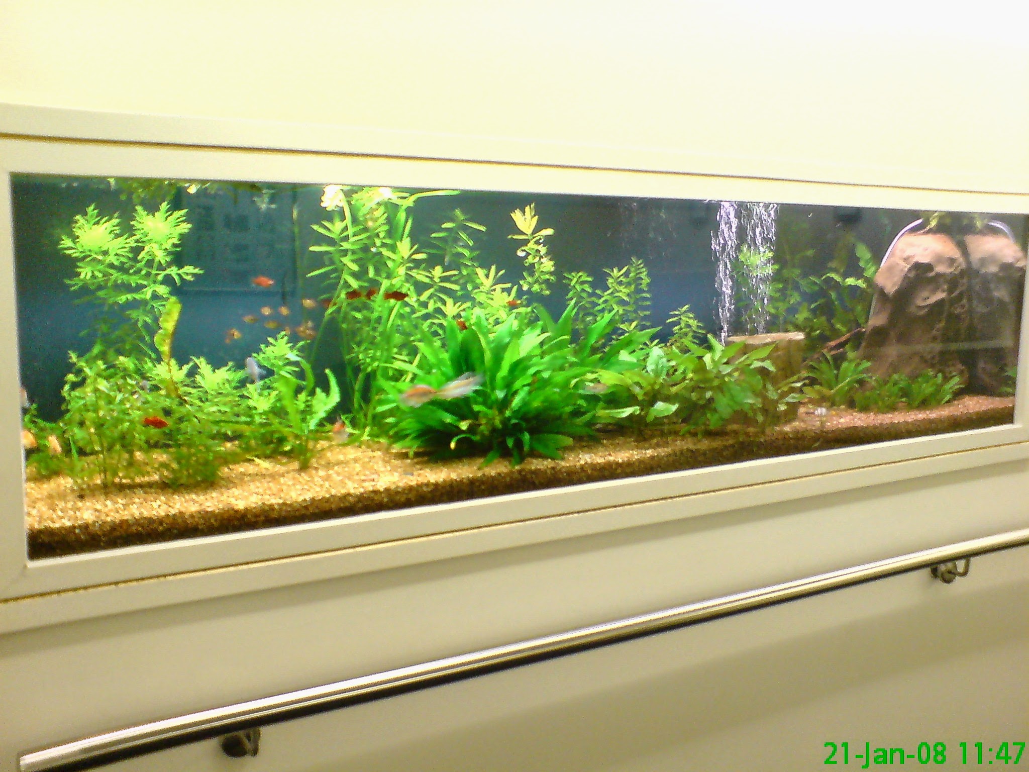 Tropical planted aquarium