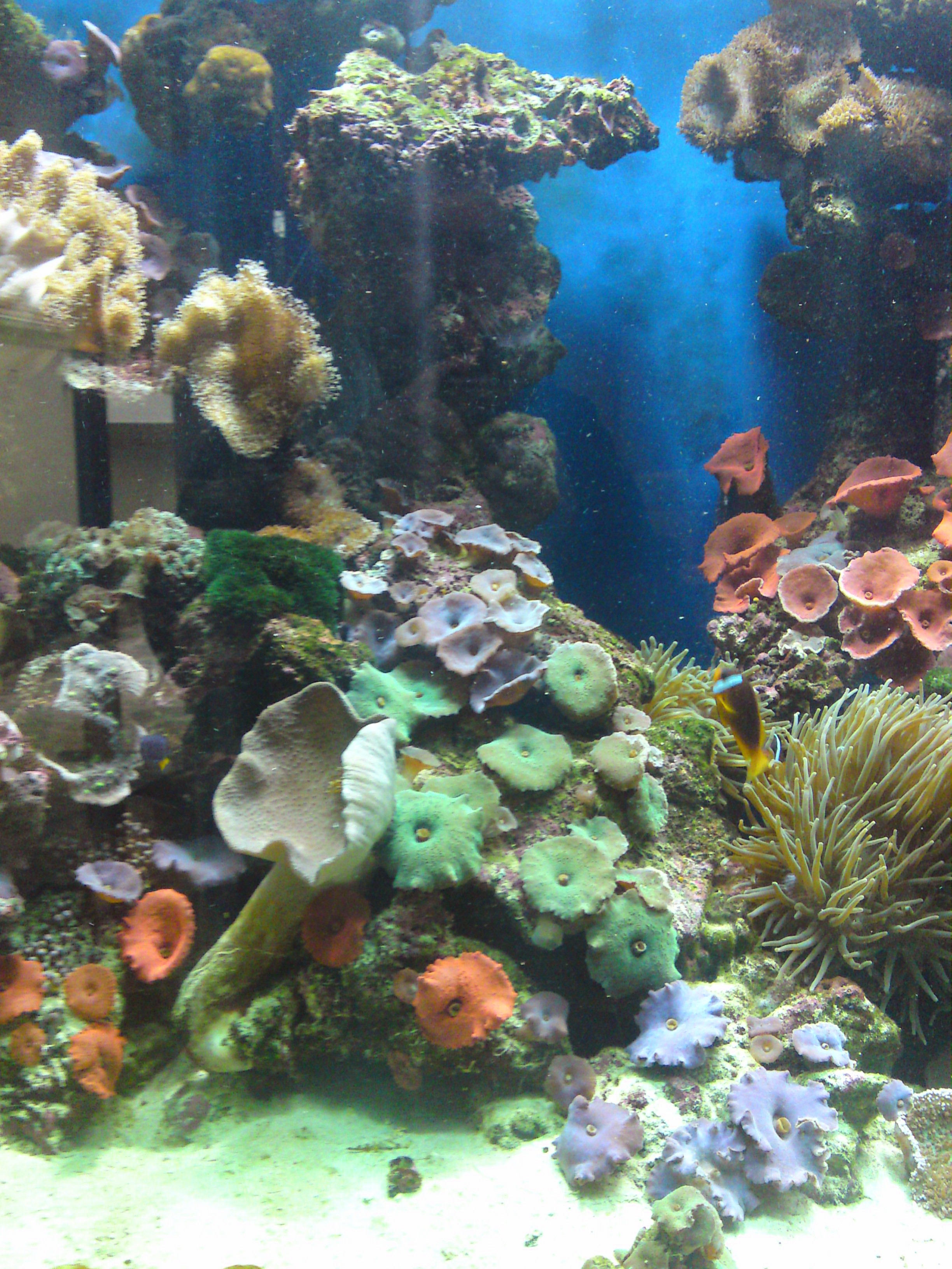 Marine reef aquarium