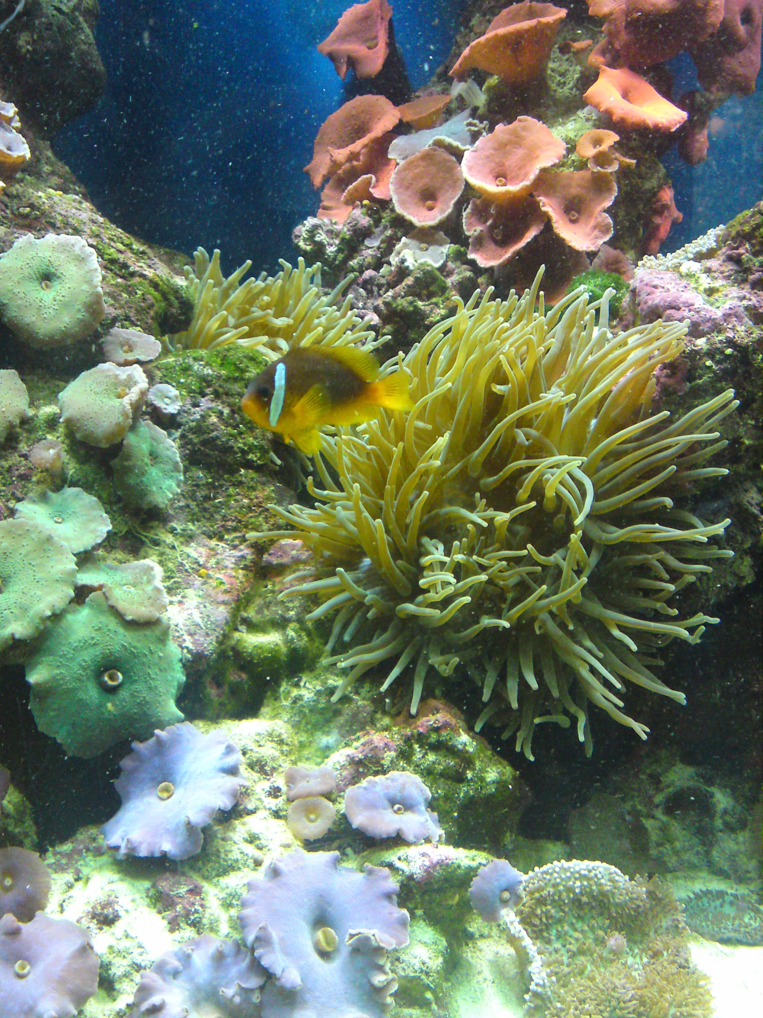 Marine reef aquarium