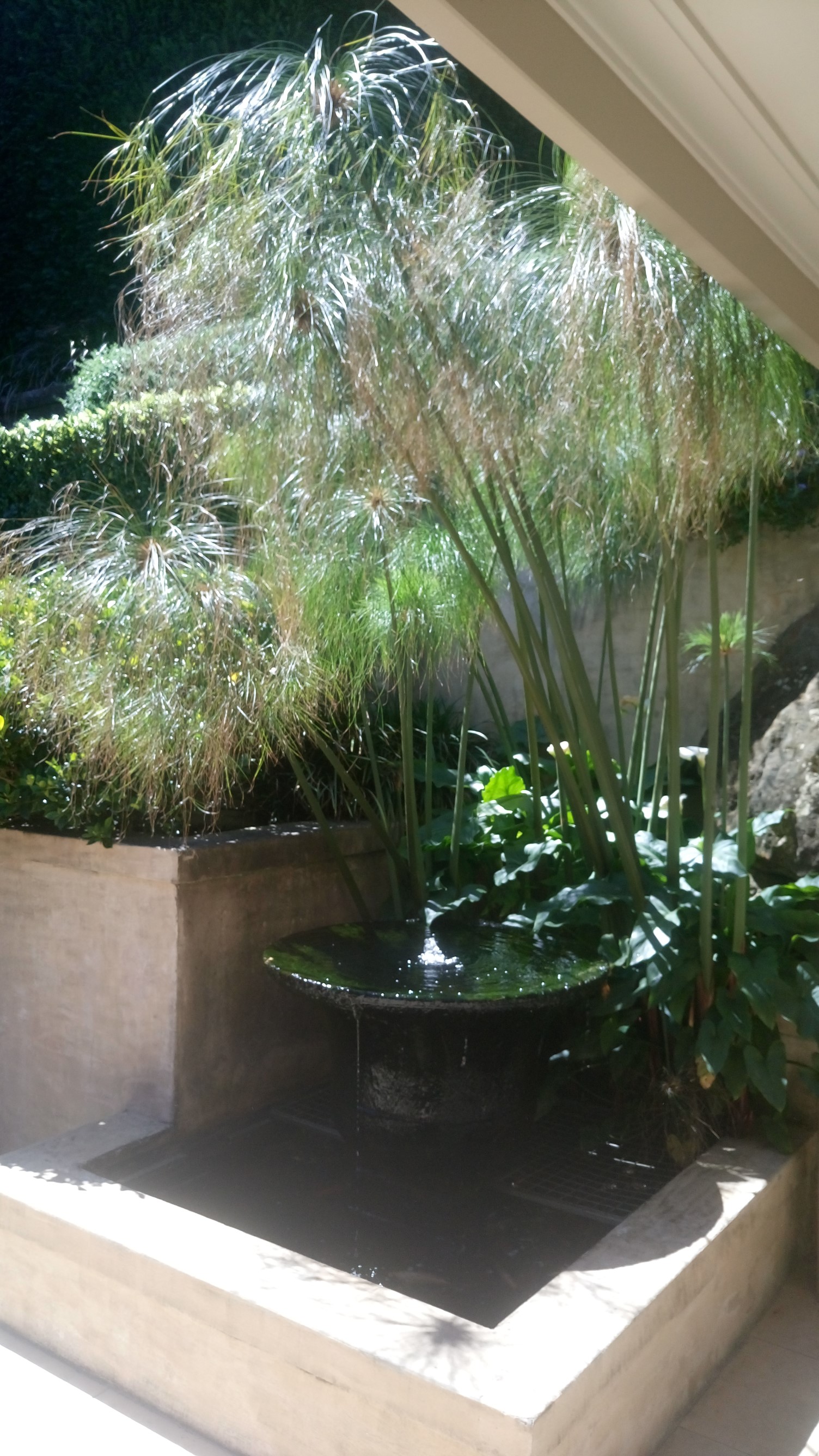 Plant and water feature goldfish pond