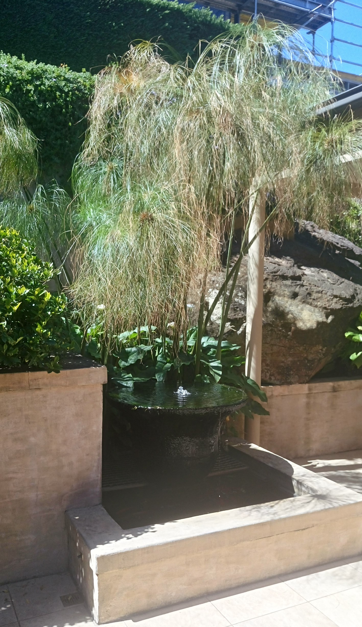 Plant and water feature goldfish pond