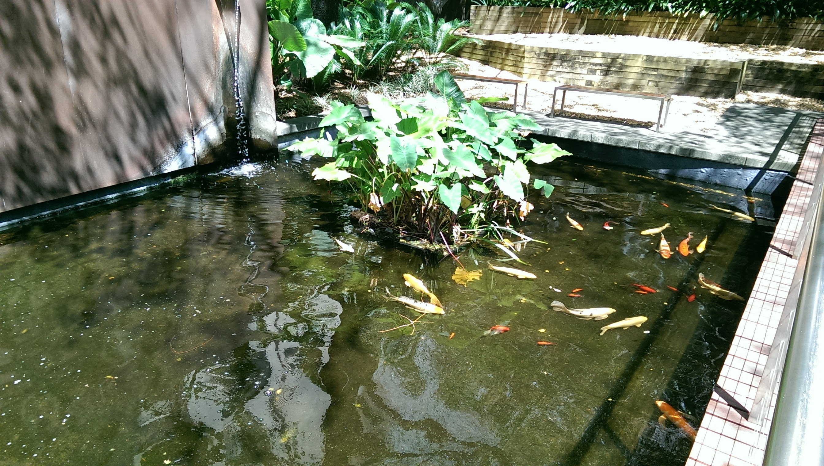 Large public koi pond