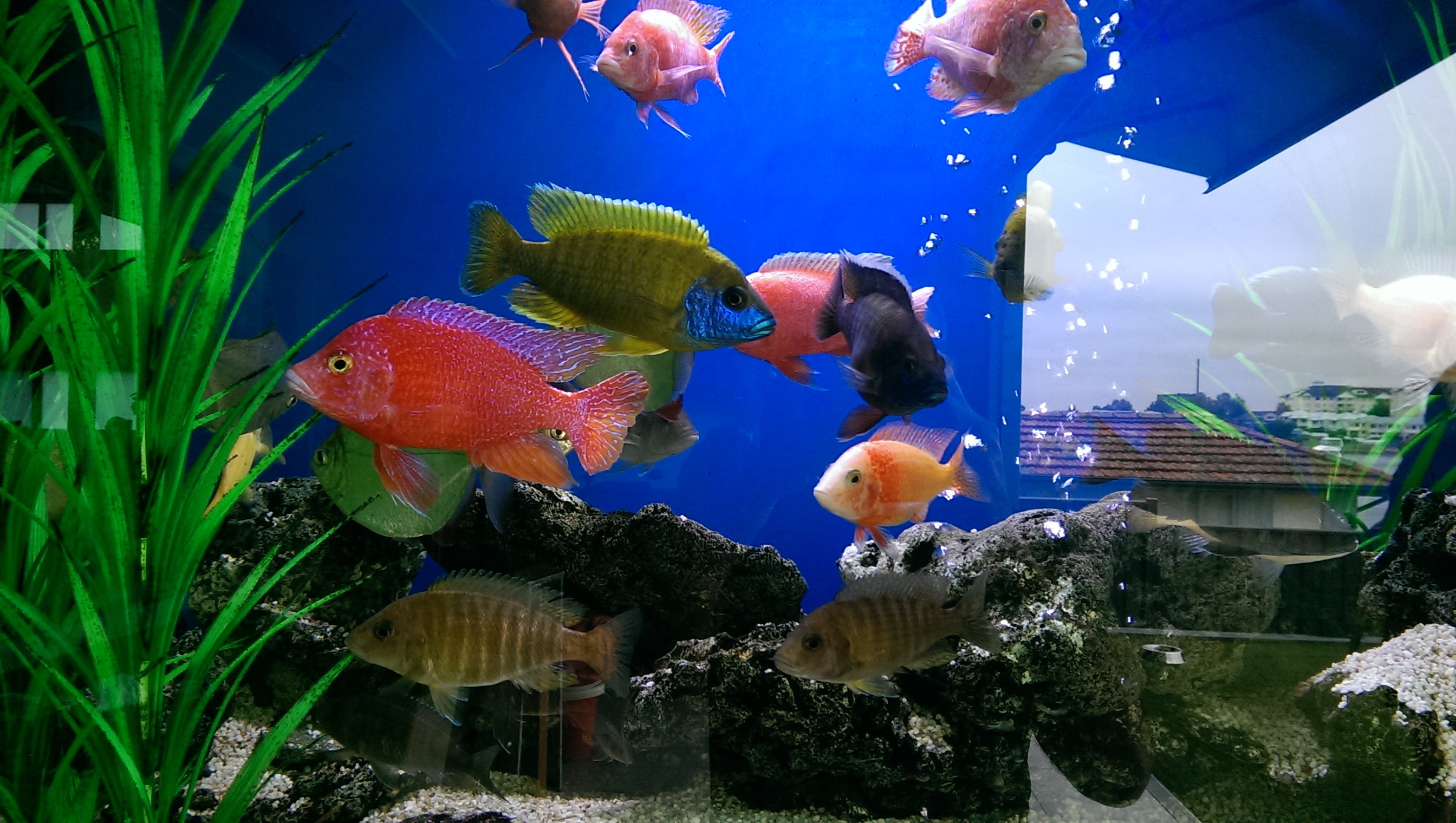 Tropical aquarium install
