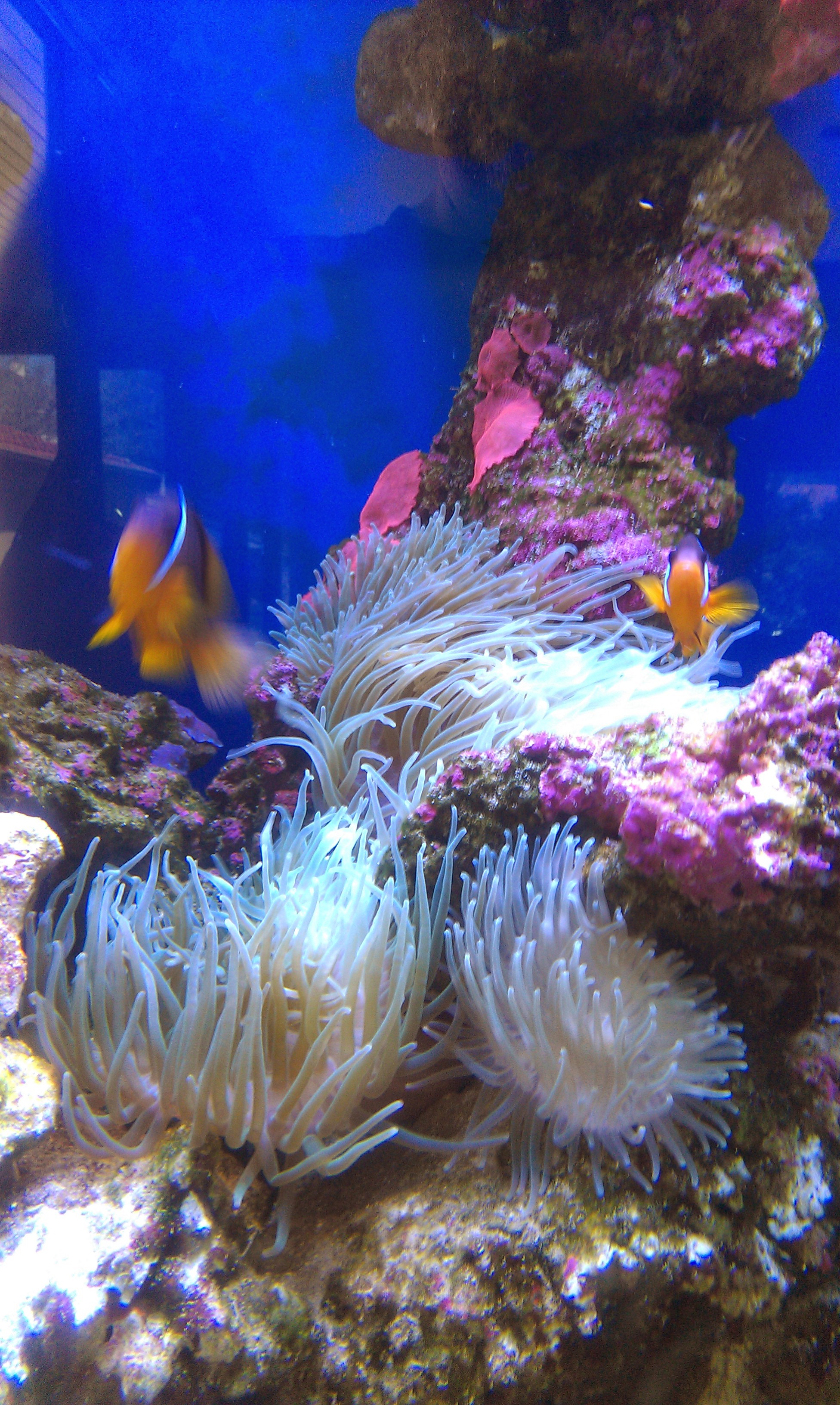 Marine reef aquarium