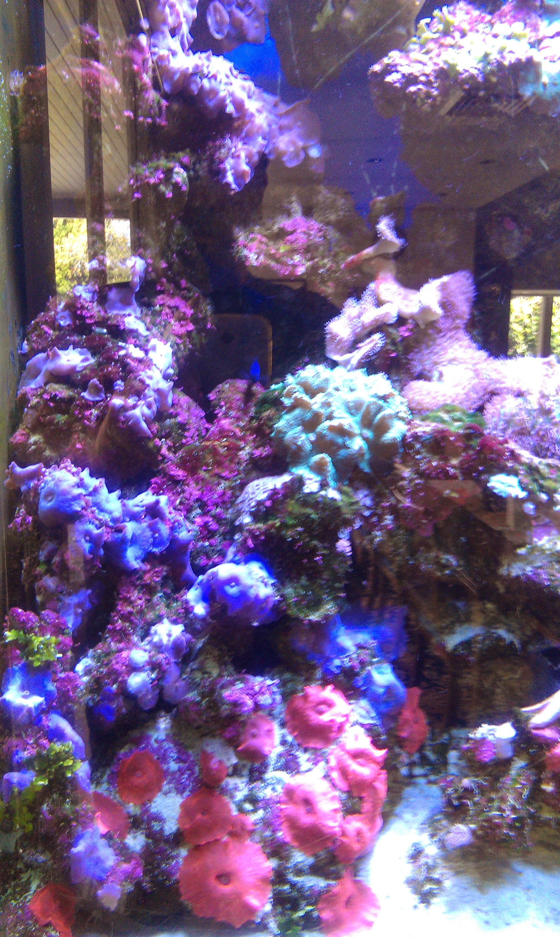 Marine reef aquarium