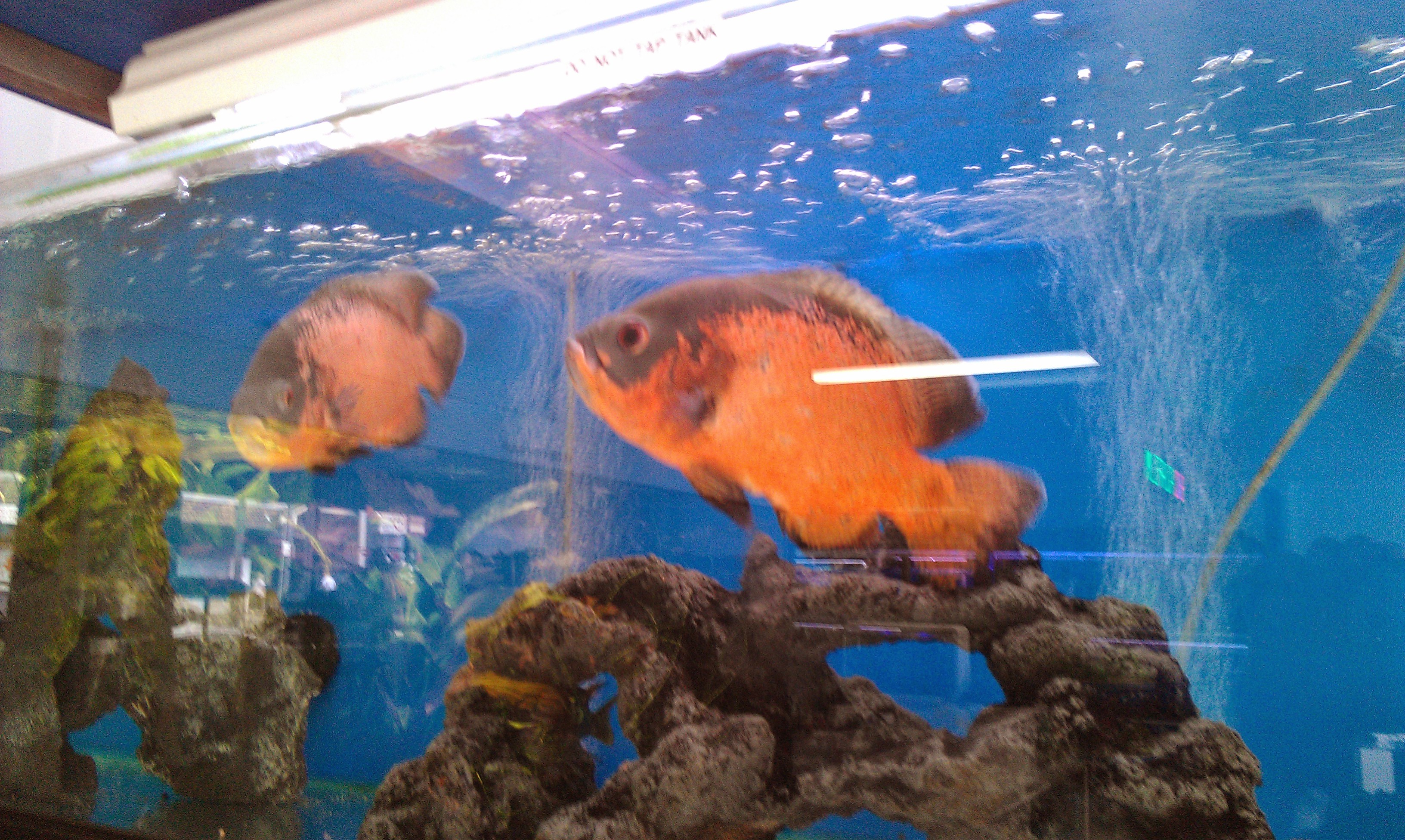 Large tropical aquarium