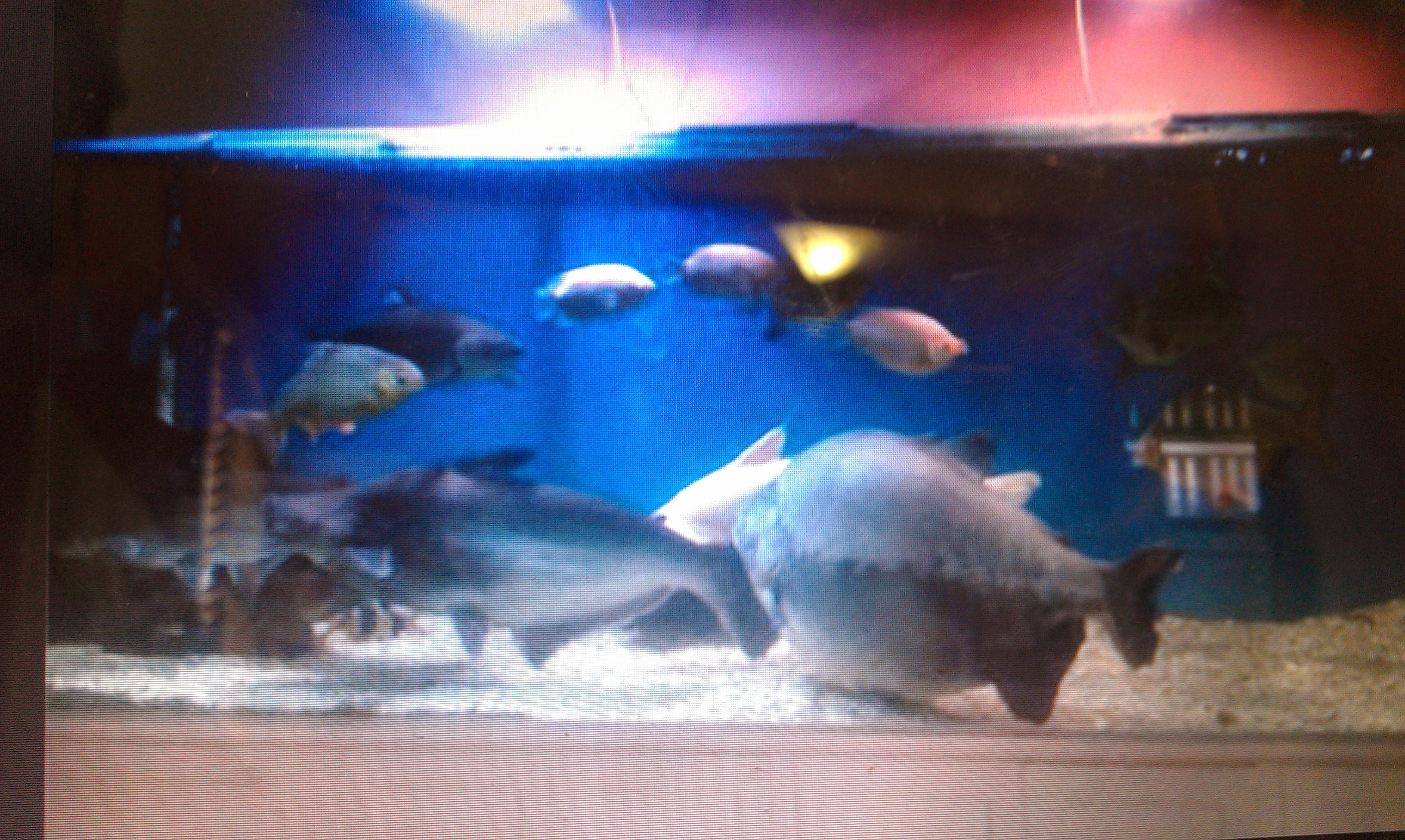 Large tropical aquarium