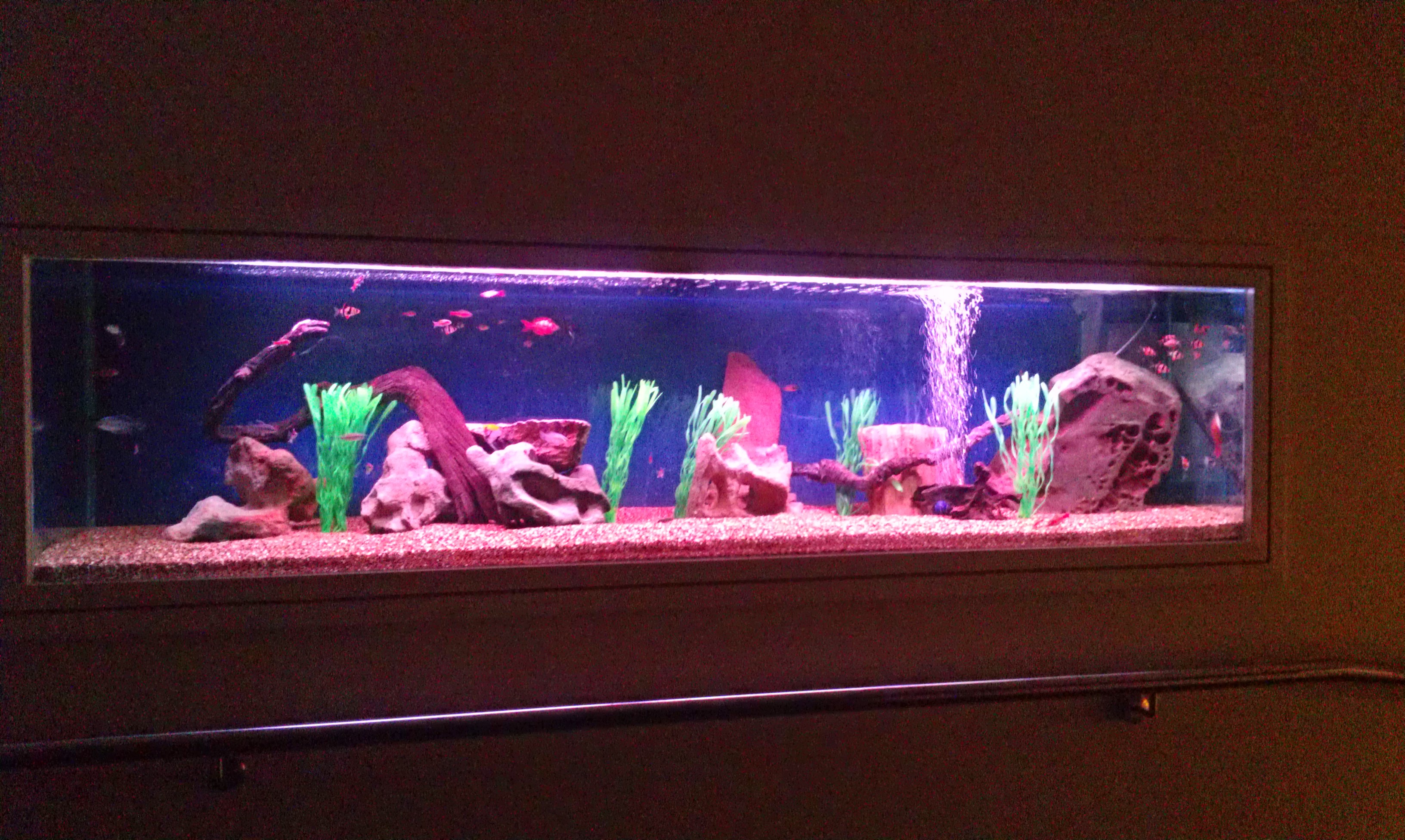 Large tropical aquarium