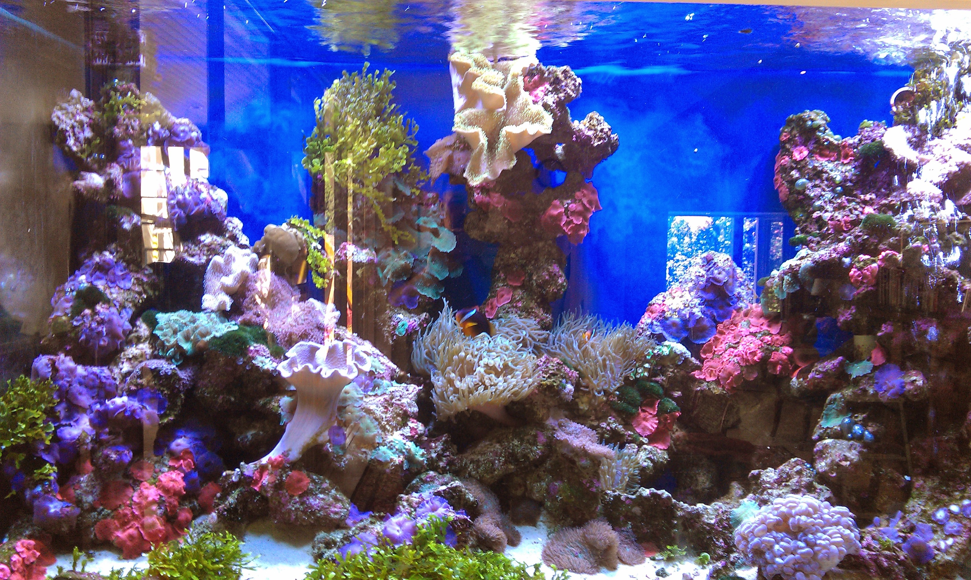 Marine reef aquarium
