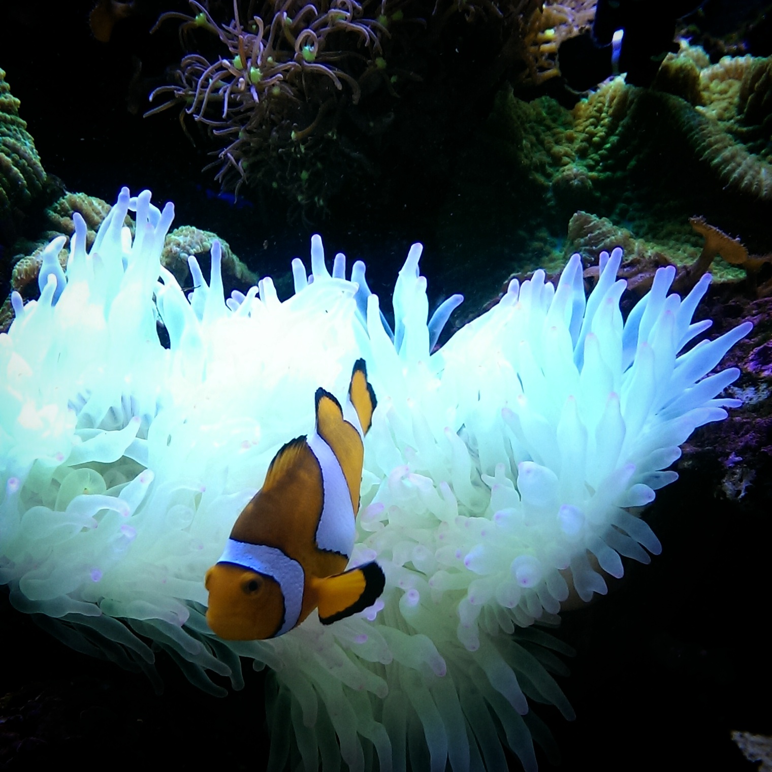 Marine reef aquarium
