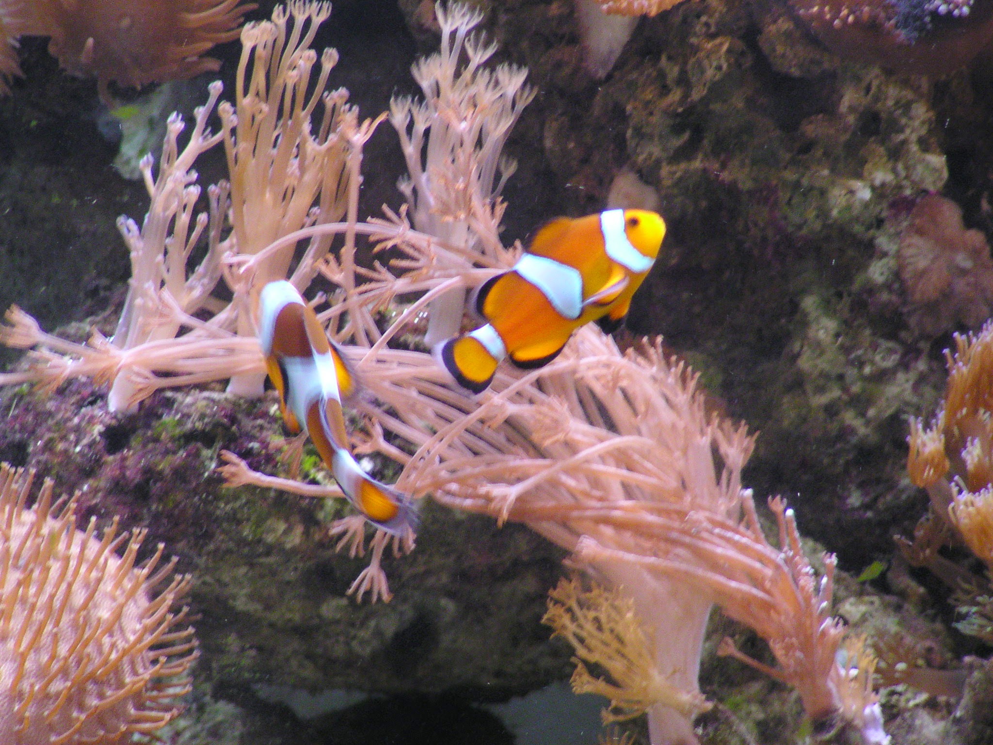 Marine reef aquarium