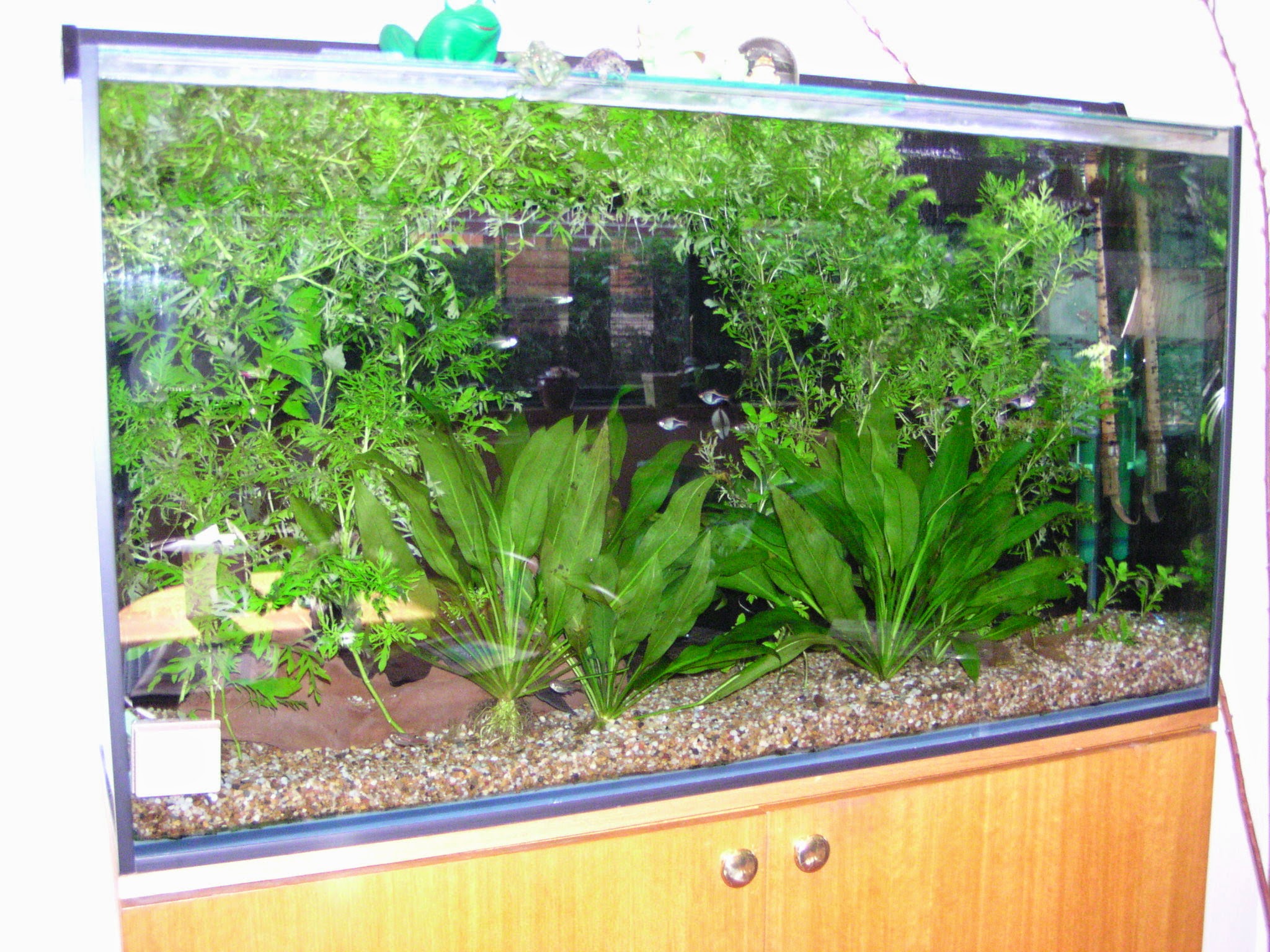 Tropical planted aquarium