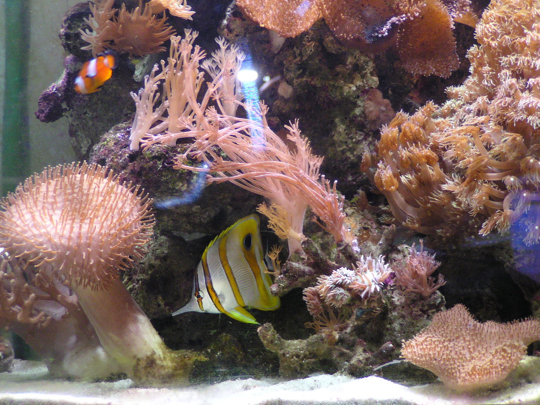 Marine reef aquarium