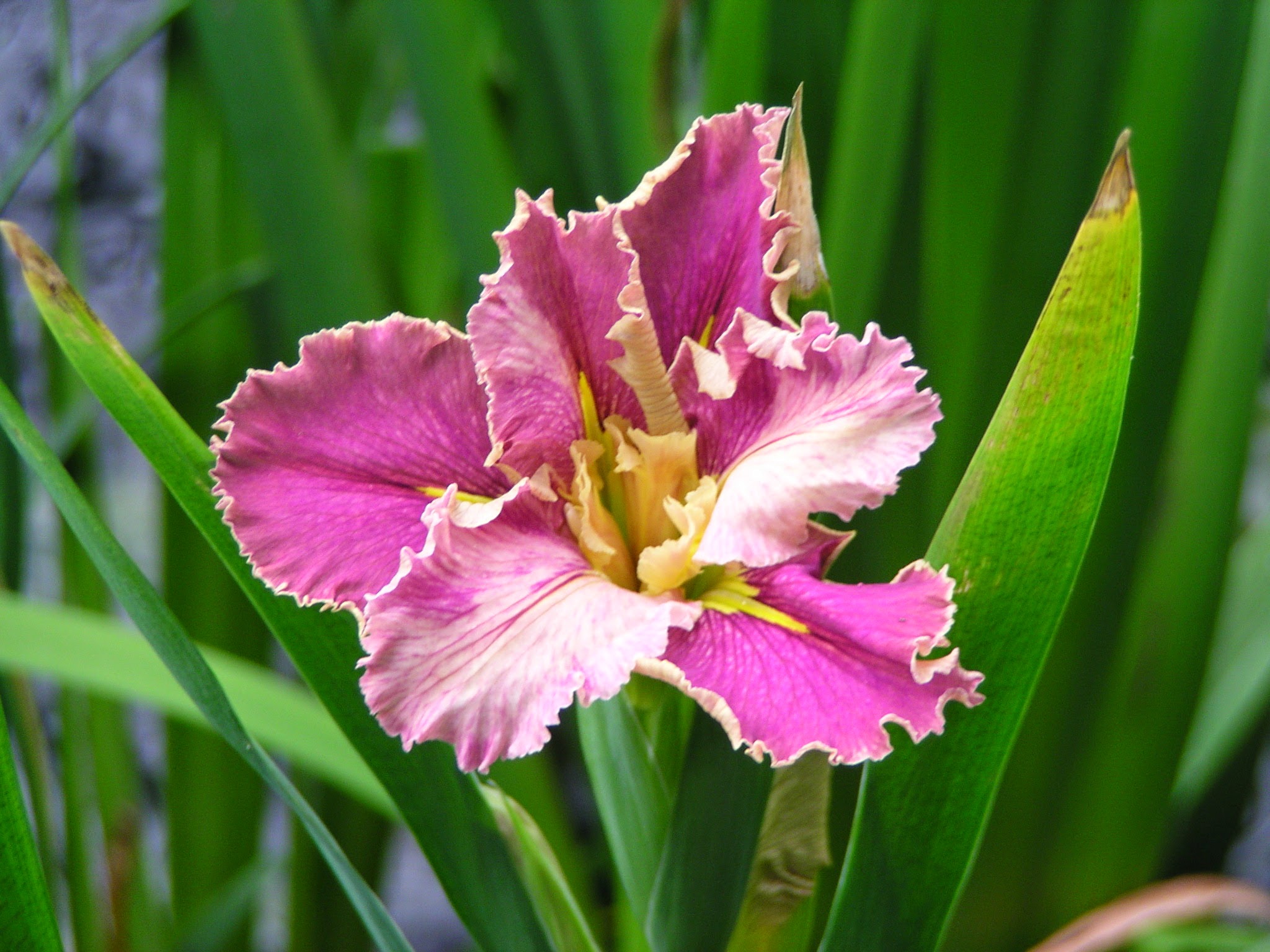 Iris in a koi pond