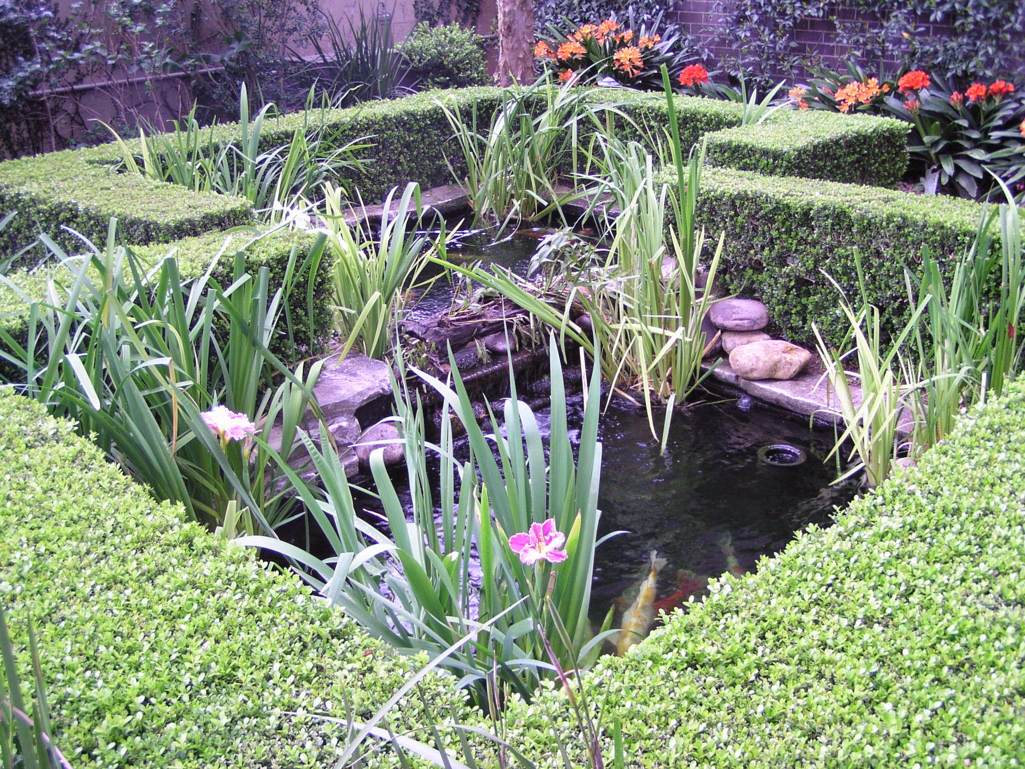 Koi and plant pond