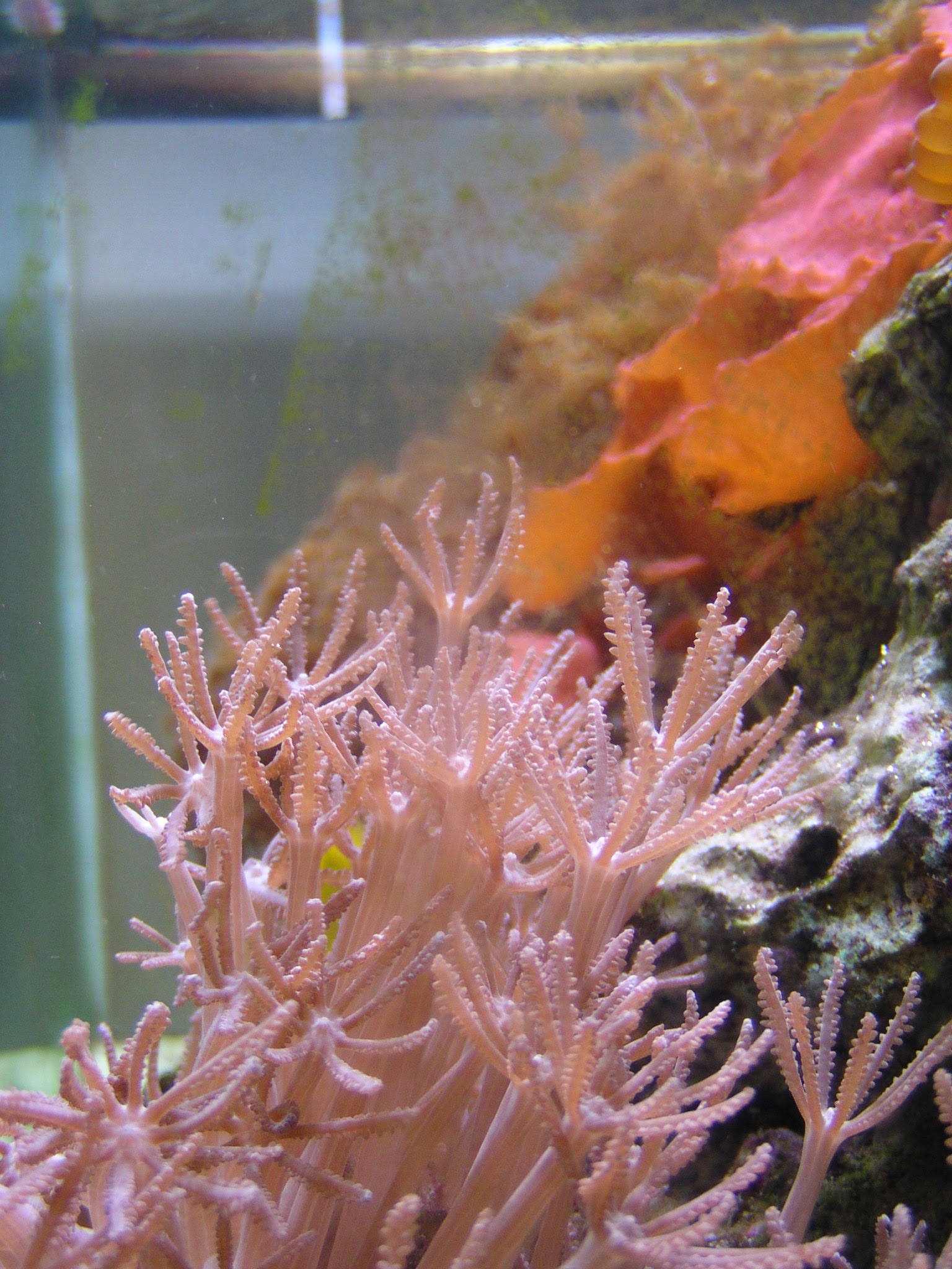 Marine reef aquarium