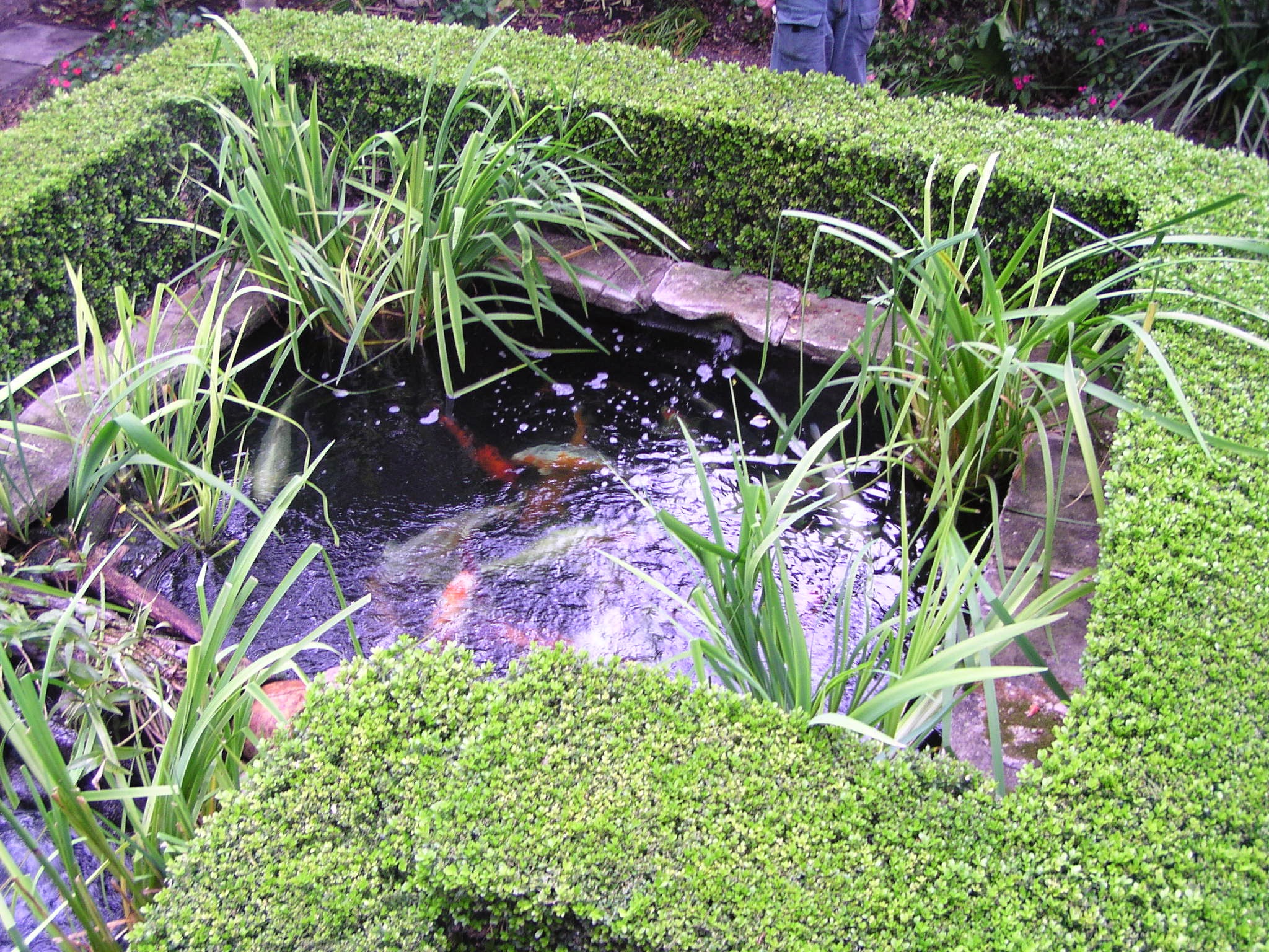 Koi and plant pond