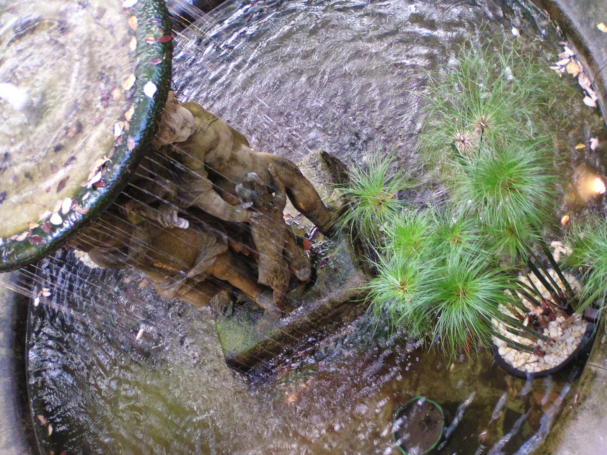 Water feature koi goldfish and plant pond