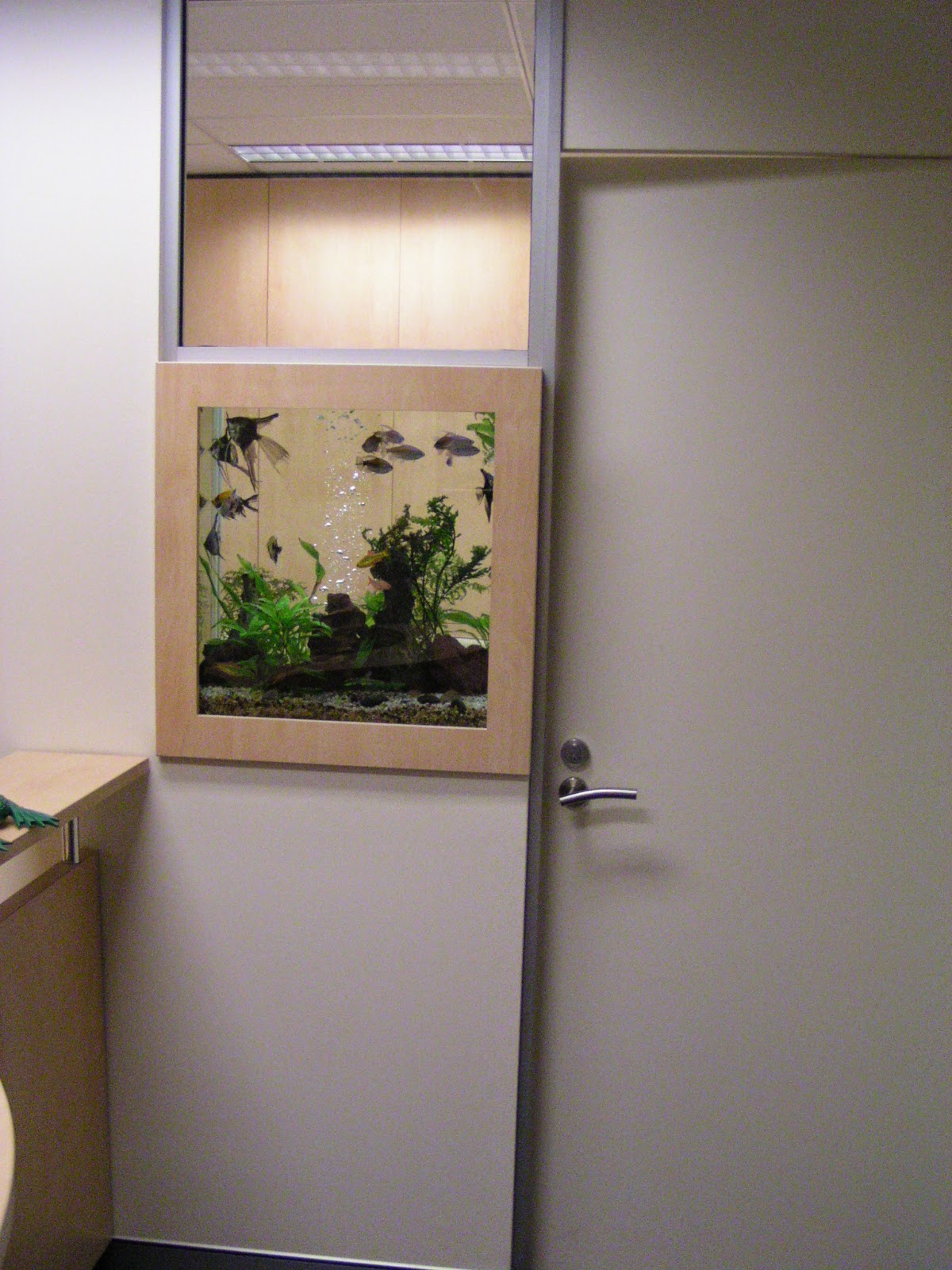 Office aquarium install