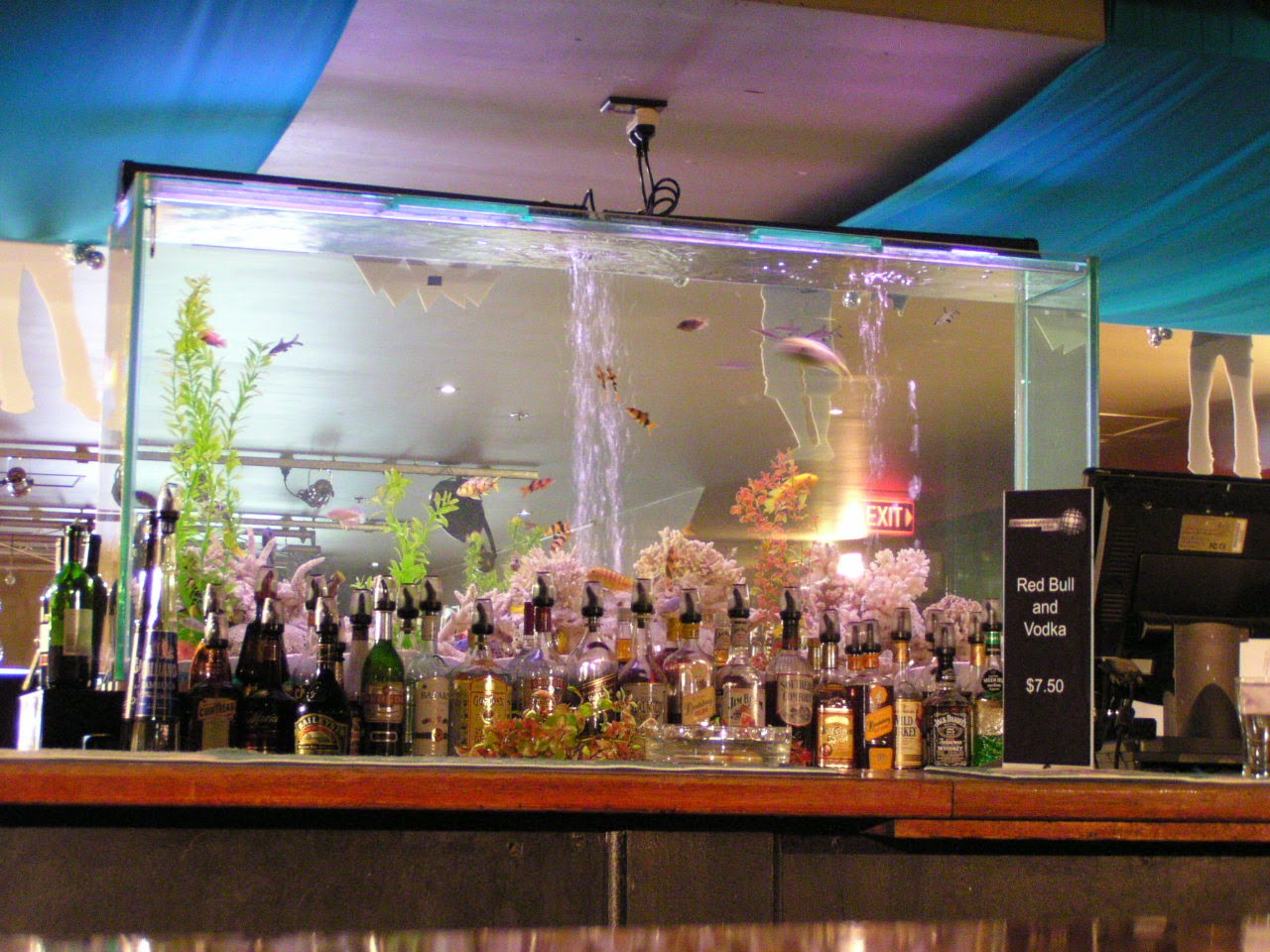 Large tropical aquarium install