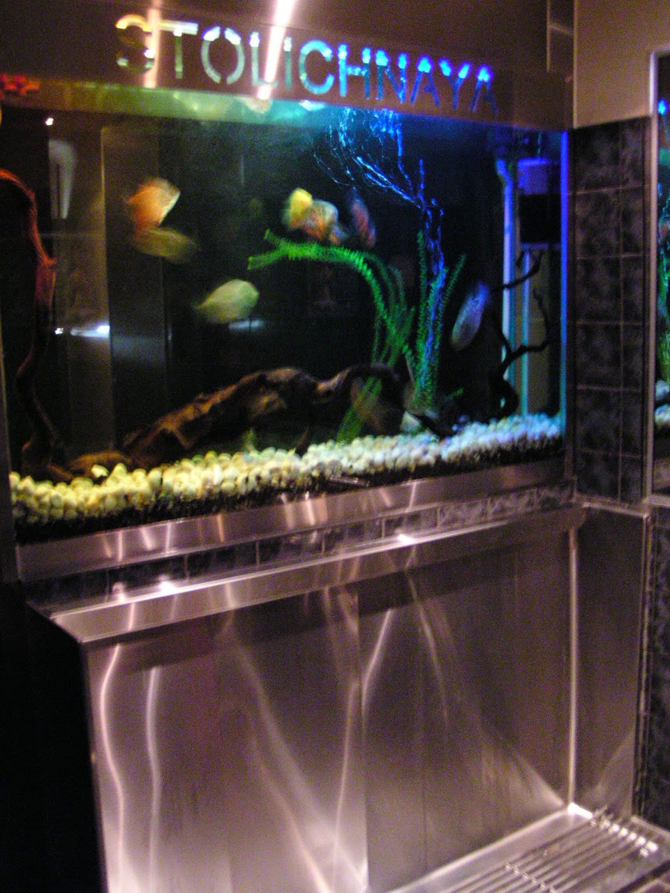 Large tropical aquarium