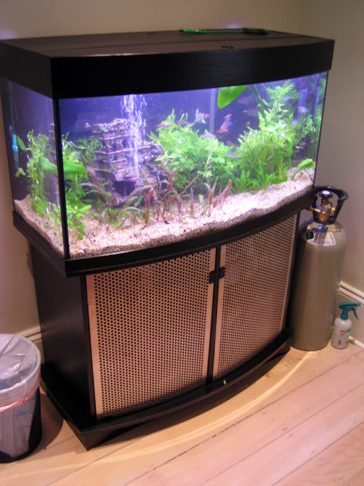 Tropical planted aquarium