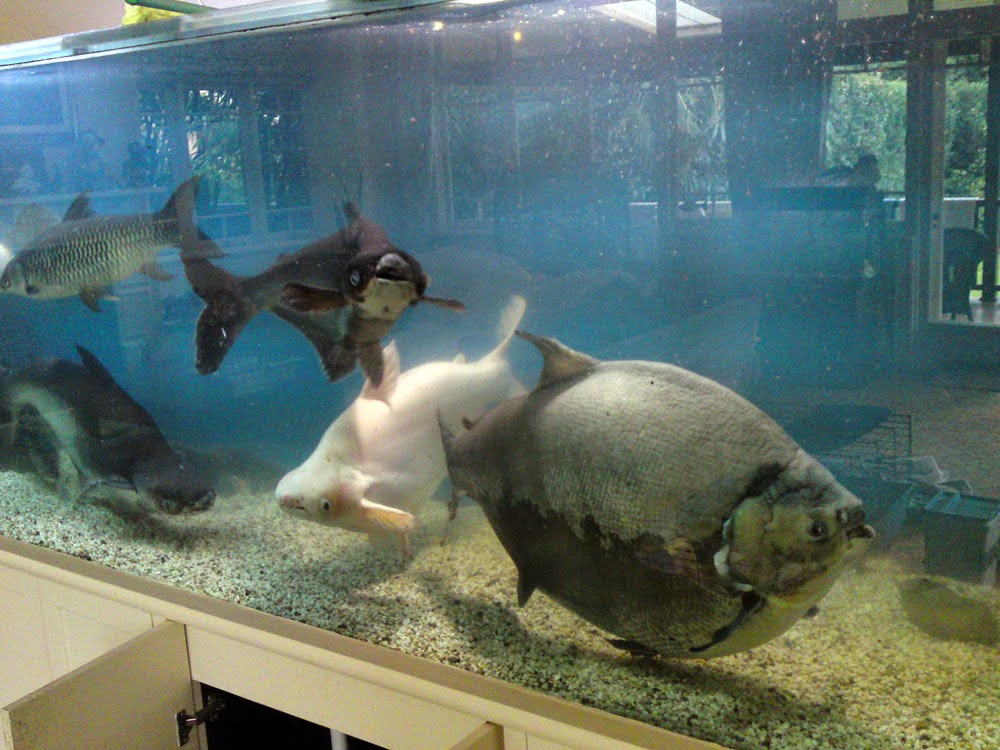 Large tropical aquarium