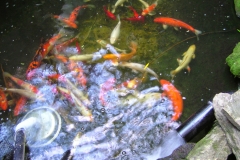 Koi pond