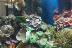 Marine reef aquarium