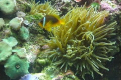 Marine reef aquarium