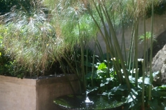 Plant and water feature goldfish pond