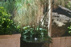 Plant and water feature goldfish pond