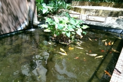 Large public koi pond
