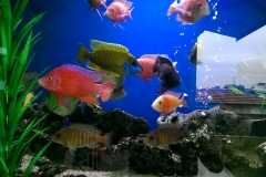 Tropical aquarium install