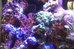 Marine reef aquarium
