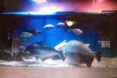 Large tropical aquarium
