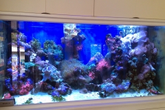Marine reef aquarium
