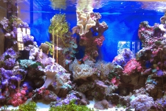 Marine reef aquarium