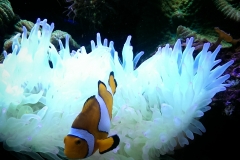 Marine reef aquarium