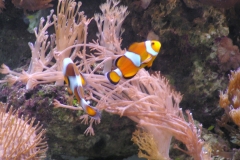 Marine reef aquarium