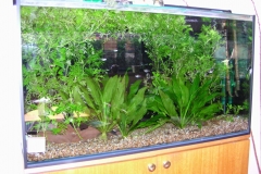 Tropical planted aquarium
