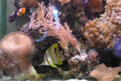 Marine reef aquarium