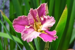 Iris in a koi pond
