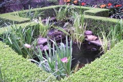 Koi and plant pond
