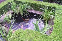 Koi and plant pond