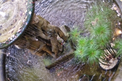 Water feature koi goldfish and plant pond