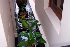 Water feature koi and plant pond