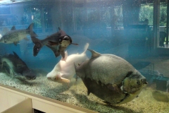 Large tropical aquarium