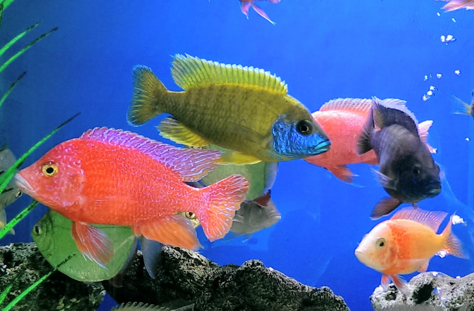 Fish Heads